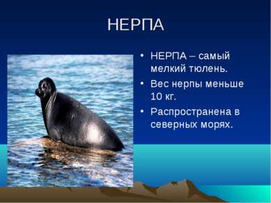 НЕРПА НЕРПА – самый мелкий тюлень. Вес нерпы меньше 10 кг. Распространена в с...
