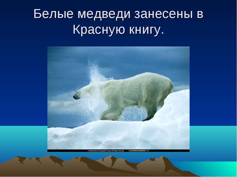 Белые медведи занесены в Красную книгу.