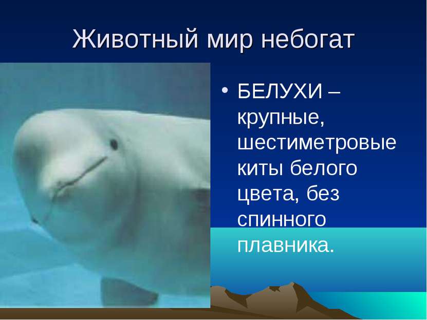 Животный мир небогат БЕЛУХИ –крупные, шестиметровые киты белого цвета, без сп...