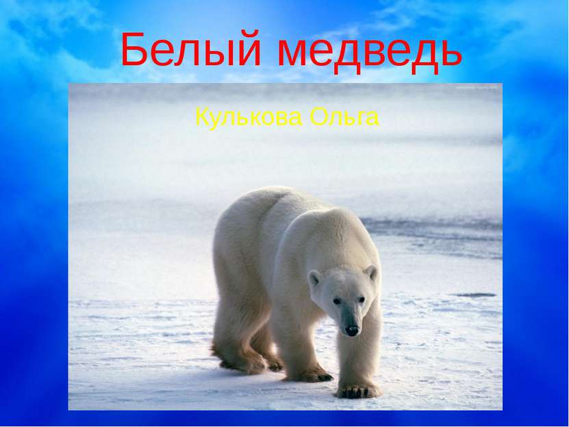 Белый медведь Кулькова Ольга