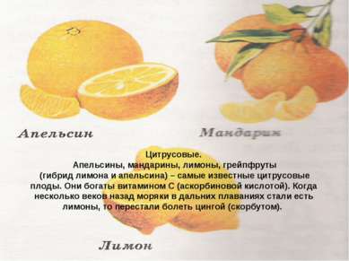Цитрусовые. Апельсины, мандарины, лимоны, грейпфруты (гибрид лимона и апельси...