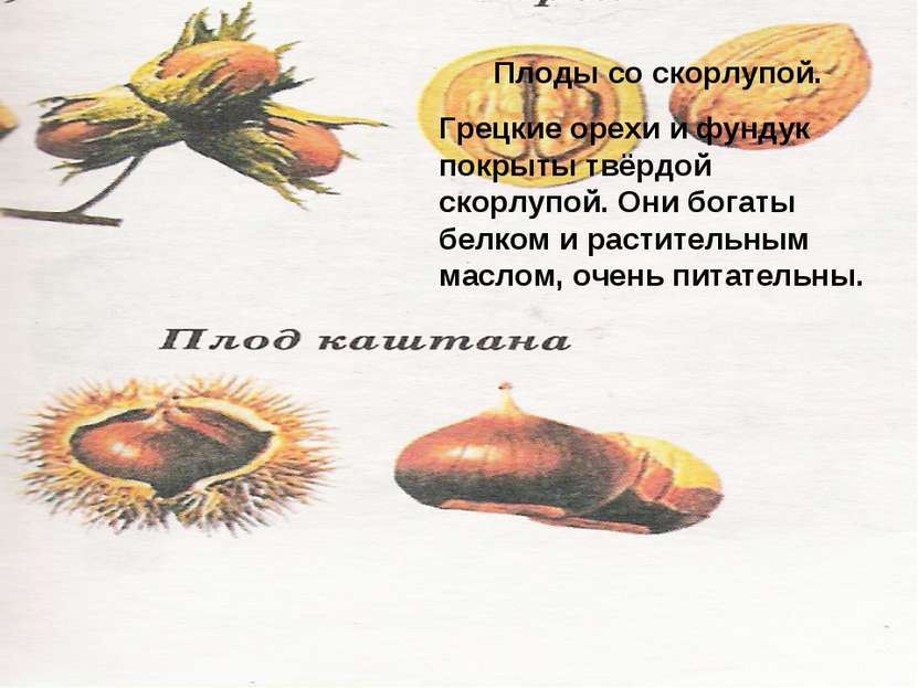 Плоды со скорлупой. Грецкие орехи и фундук покрыты твёрдой скорлупой. Они бог...