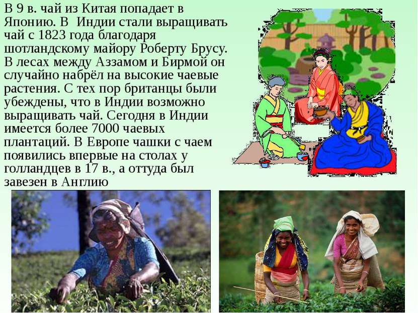 В Россию чай пришел из Азии, через Сибирь. Впервые чай привез русский диплома...
