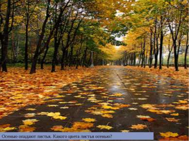 Осенью опадают листья. Какого цвета листья осенью?
