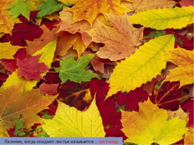 Явление, когда опадают листья называется – листопад.