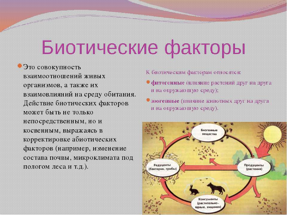 Биотические факторы рисунок