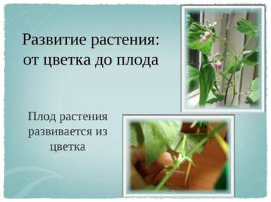 Развитие растения: от цветка до плода Плод растения развивается из цветка