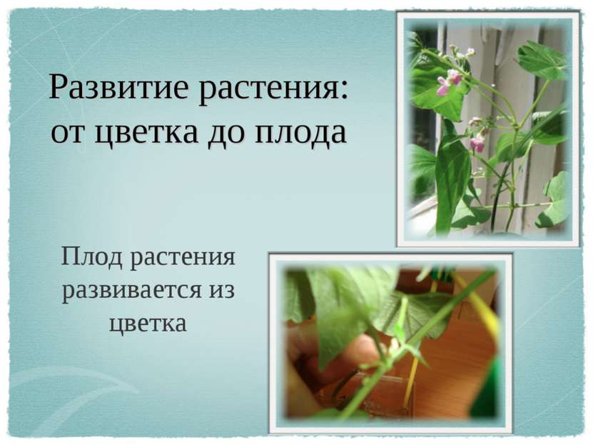 Развитие растения: от цветка до плода Плод растения развивается из цветка