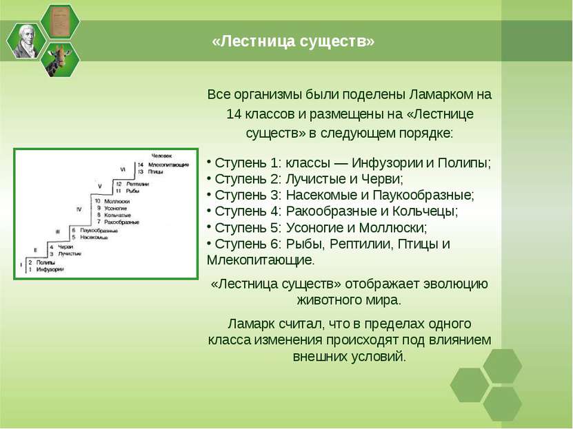 «Лестница существ» Все организмы были поделены Ламарком на 14 классов и разме...