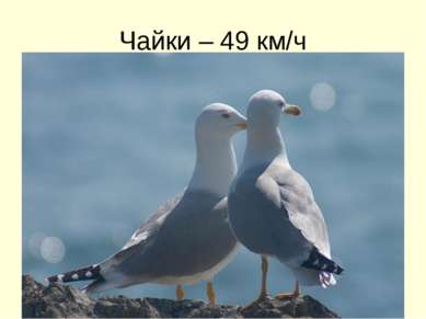 Чайки – 49 км/ч