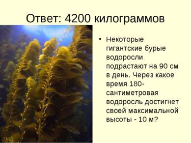 Ответ: 4200 килограммов Некоторые гигантские бурые водоросли подрастают на 90...
