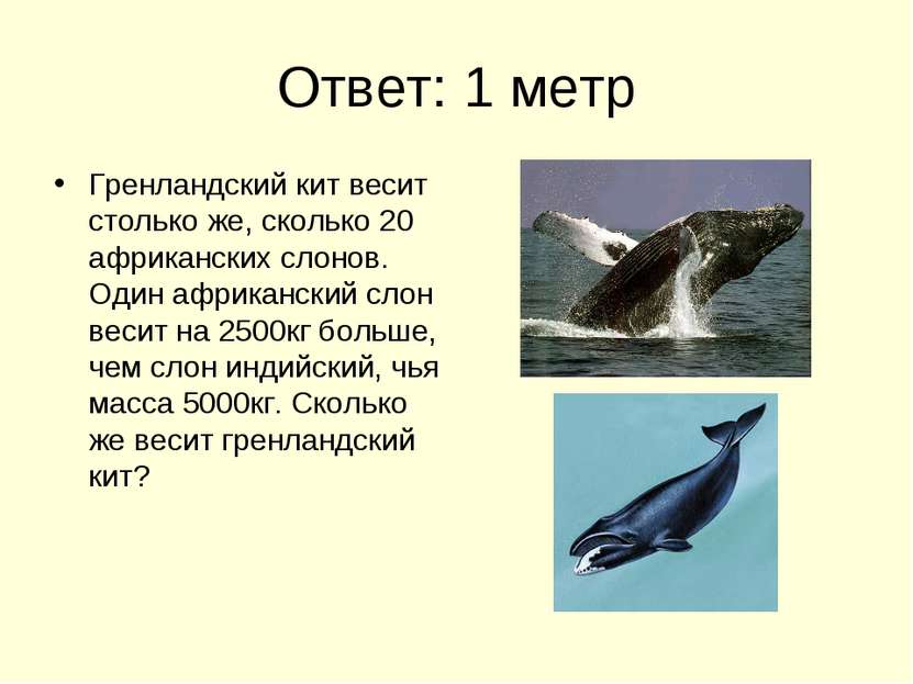 Ответ: 1 метр Гренландский кит весит столько же, сколько 20 африканских слоно...