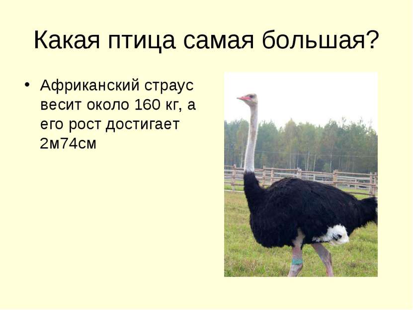 Какая птица самая большая? Африканский страус весит около 160 кг, а его рост ...
