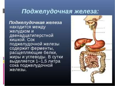 Поджелудочная железа: Поджелудочная железа находится между желудком и двенадц...