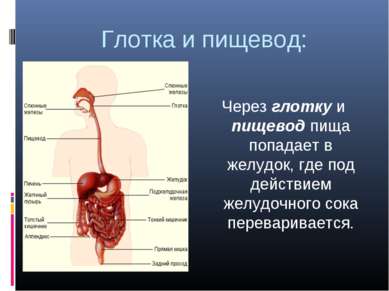 Глотка и пищевод: Через глотку и пищевод пища попадает в желудок, где под дей...