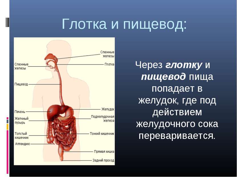 Глотка и пищевод: Через глотку и пищевод пища попадает в желудок, где под дей...