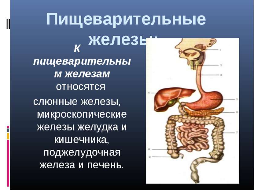 Пищеварительные железы:  К пищеварительным железам относятся слюнные железы, ...