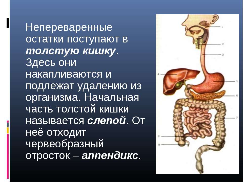 Аппендикс система органов. Непереваренные остатки пищи. Начальная часть толстой кишки. Аппендикс какая система пищеварительная.