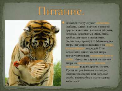 Добычей тигру служат копытные (кабаны, олени, косули) и многие другие животны...