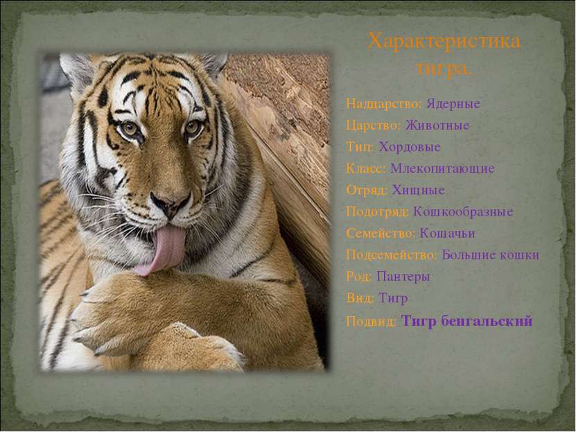 Характеристика тигра. Надцарство: Ядерные Царство: Животные Тип: Хордовые Кла...