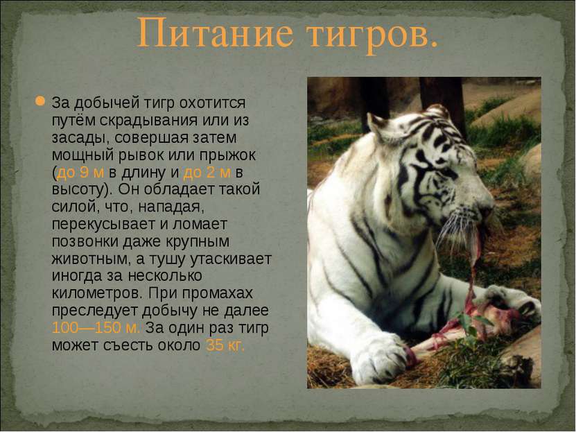 Питание тигров. За добычей тигр охотится путём скрадывания или из засады, сов...
