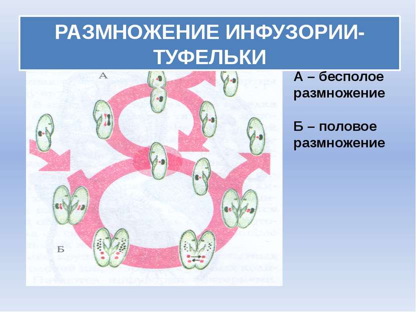 РАЗМНОЖЕНИЕ ИНФУЗОРИИ-ТУФЕЛЬКИ А – бесполое размножение Б – половое размножение