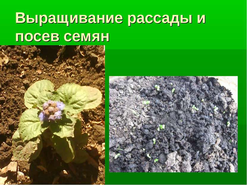 Выращивание рассады и посев семян
