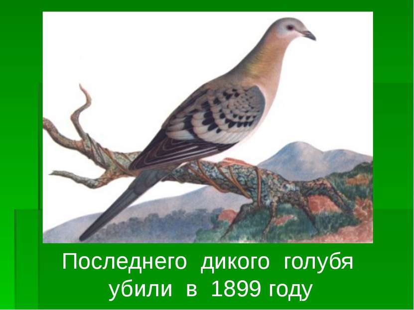 Последнего дикого голубя убили в 1899 году