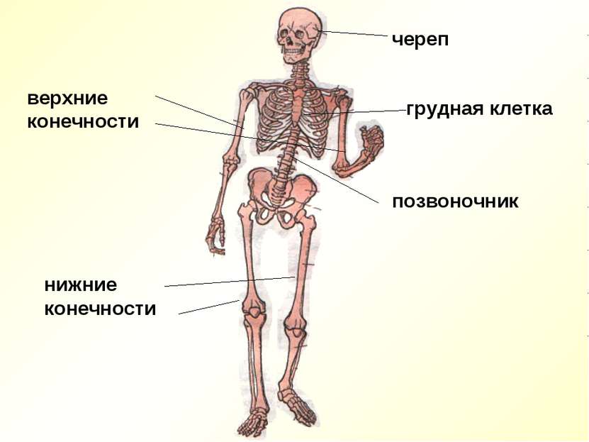череп грудная клетка позвоночник верхние конечности нижние конечности