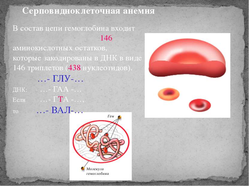 Серповидноклеточная анемия В состав цепи гемоглобина входит 146 аминокислотны...