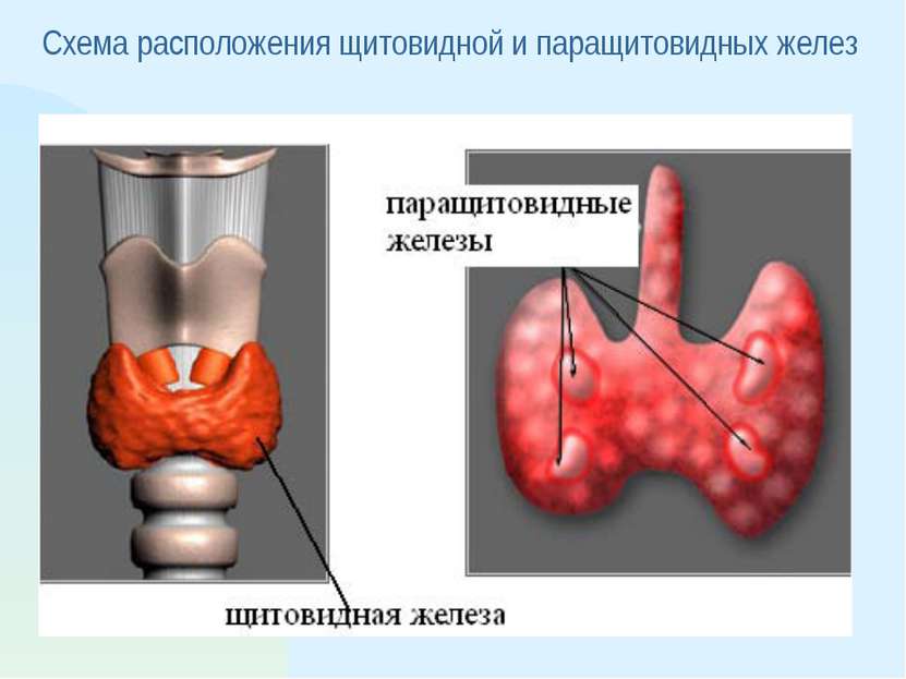 Схема расположения щитовидной и паращитовидных желез