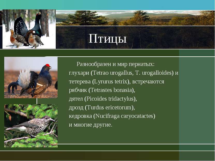 Птицы Разнообразен и мир пернатых: глухари (Tetrao urogallus, T. urogalloides...