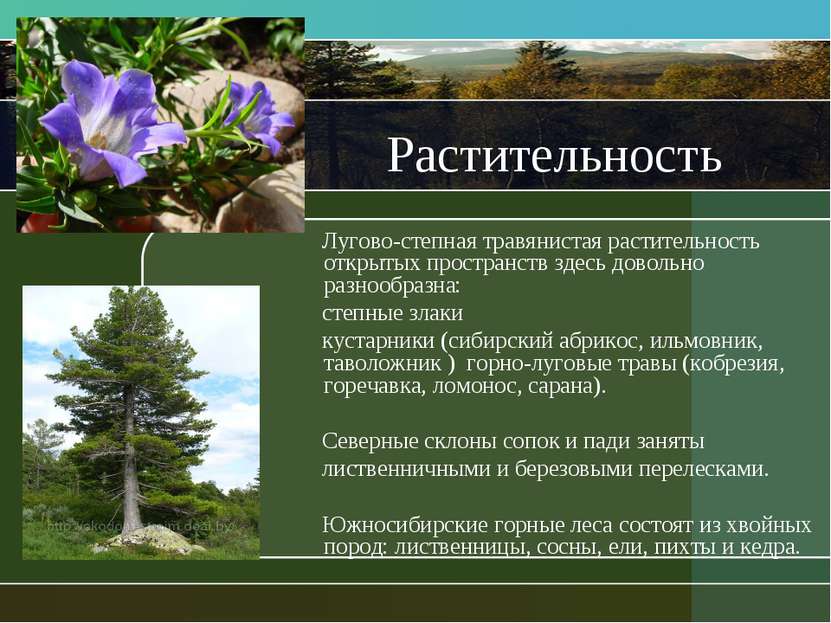 Растительность Лугово-степная травянистая растительность открытых пространств...