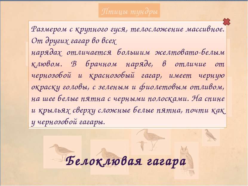 Птицы тундры Беркут Крупный орел, вес самцов 2,8–4,6, самок – 3,8–6,7 кг, раз...