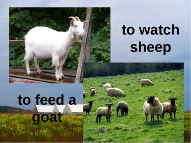 to watch sheep to feed a goat