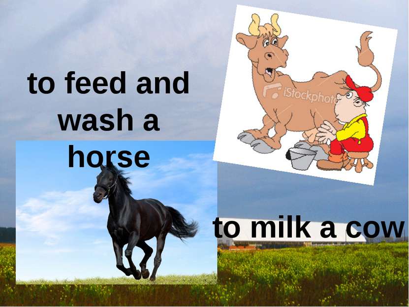 to milk a cow to feed and wash a horse