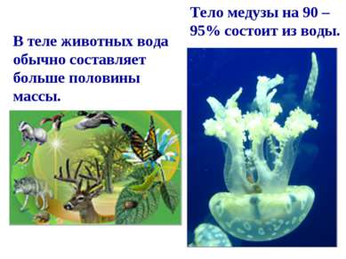 Тело медузы на 90 – 95% состоит из воды. В теле животных вода обычно составля...