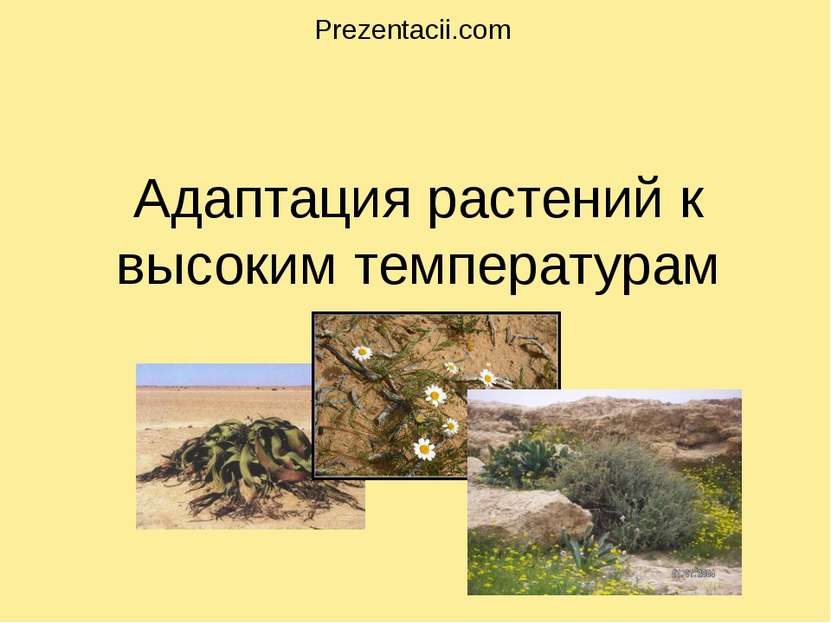 Адаптация растений к высоким температурам . Prezentacii.com