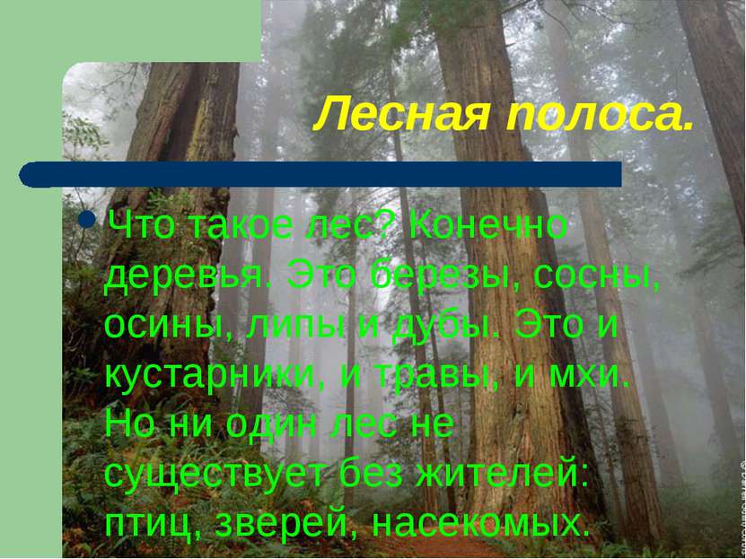 Лесная полоса. Что такое лес? Конечно деревья. Это березы, сосны, осины, липы...