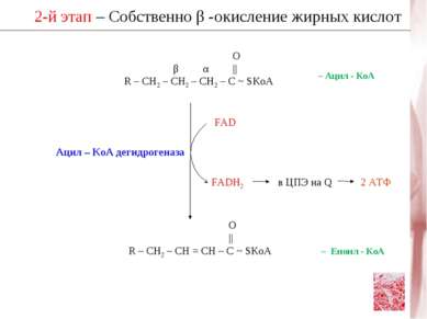 2-й этап – Собственно β -окисление жирных кислот О β α || R – CH2 – CH2 – CH2...