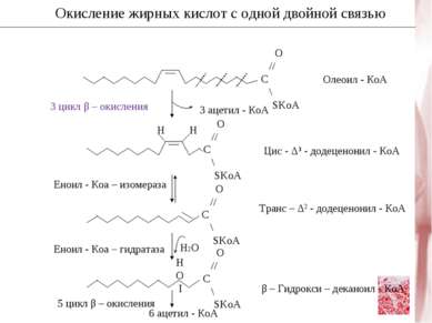 Окисление жирных кислот с одной двойной связью Н2О 3 цикл β – окисления 3 аце...