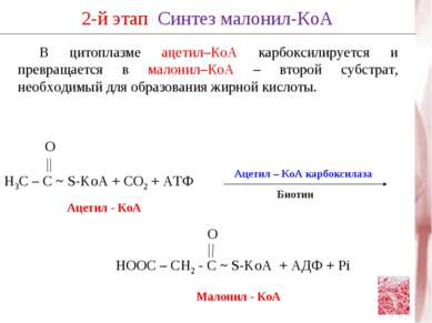 В цитоплазме ацетил–КоА карбоксилируется и превращается в малонил–КоА – второ...