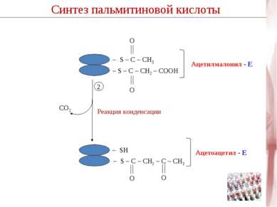 Синтез пальмитиновой кислоты СО2 Реакция конденсации 2