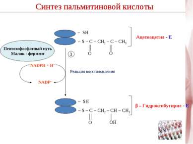 Синтез пальмитиновой кислоты Реакция восстановления NADPH + H+ NADP+ 3 Синтез...