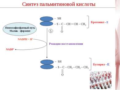 Синтез пальмитиновой кислоты Реакция восстановления 5 NADP+ NADPH + H+