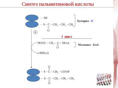 Синтез пальмитиновой кислоты I цикл 6 НSKoA