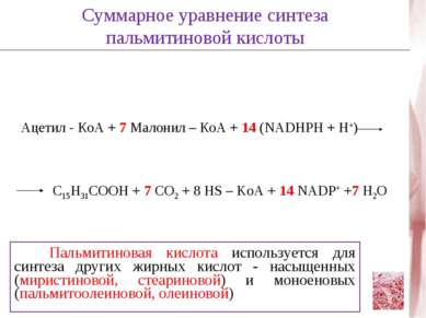Ацетил - КоА + 7 Малонил – КоА + 14 (NADHPH + H+) C15H31COOH + 7 CO2 + 8 HS –...