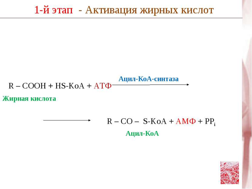 R – COOH + HS-KoA + АТФ 1-й этап - Активация жирных кислот R – CO – S-KoA + А...