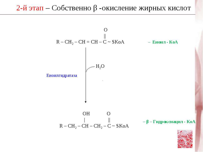 2-й этап – Собственно β -окисление жирных кислот Н2О ОН О | || R – CH2 – CH –...