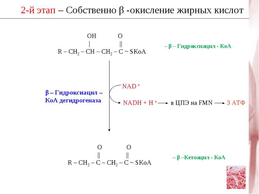 2-й этап – Собственно β -окисление жирных кислот β – Гидроксиацил – КоА дегид...